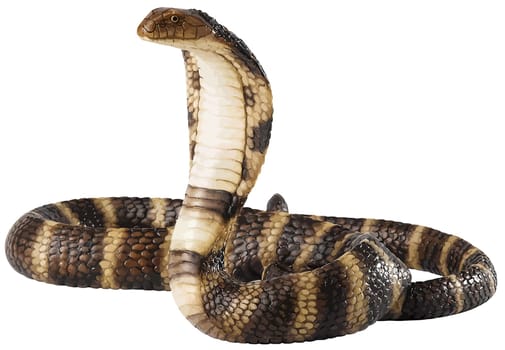 snake king cobra posion serpent animal wildlife danger illustration