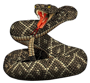 rattlesnake posion serpent animal wildlife danger illustration