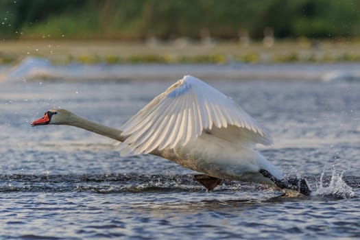 white swan in flight. Danube Delta, Romania