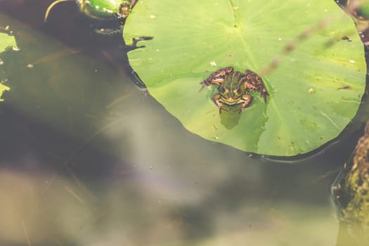 A frog in its natural environment, a small pond in the forest.