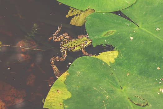 A frog in its natural environment, a small pond in the forest.