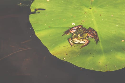 A frog in its natural environment, a small pond in the forest.