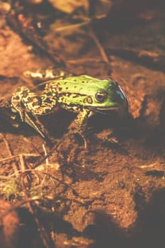 A frog in its natural environment, a small pond in the forest.