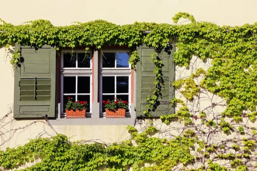 Wild wine entwines windows