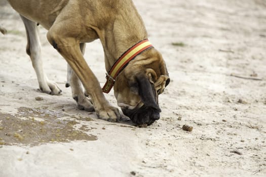Dog fila brasileiro, dog guardian of company