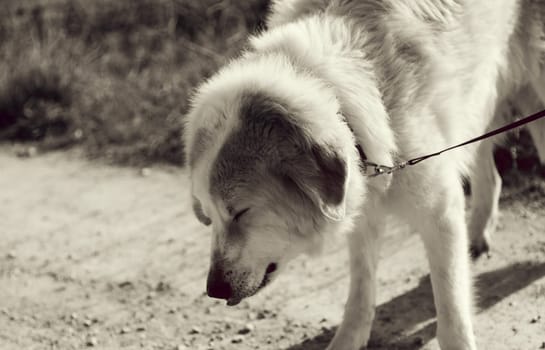 White mastiff dog on street strolling, domestic animals