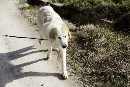 White mastiff dog on street strolling, domestic animals