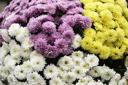 Center of handmade flowers daisies, nature and romantic decoration