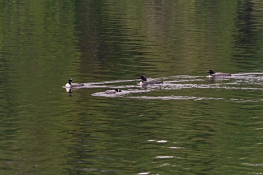 Loons on Patrol in the Morning on Bell Lake in Quetico Provincial Park in Ontario
