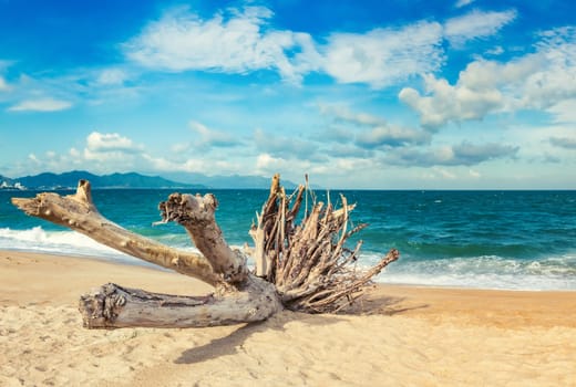 Scenic view of Nha Trang beach at sunny day. Beautiful tropical landscape. Snag on the foreground