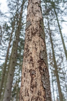 Spruce trees in the forest that die and lose their bark due to a bark beetle plague
