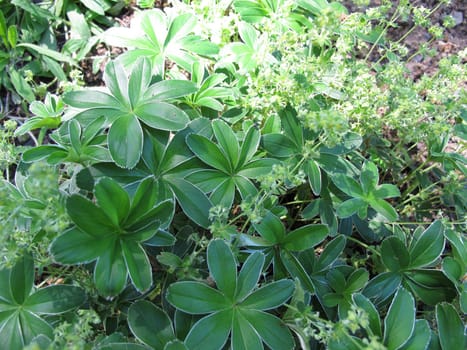 Alpine lady's-mantle, Alchemilla alpine