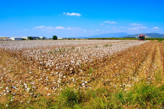 Cotton bud crop - landscape with copy space