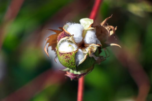 Cotton bud crop - landscape with copy space