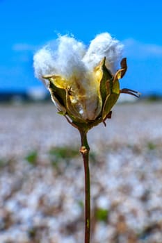 Cotton bud crop - landscape with copy space