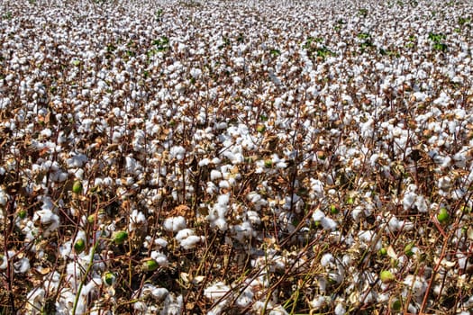Cotton bud crop - landscape with copy space