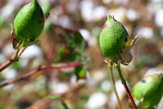 Cotton bud crop - landscape with copy space