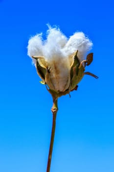 Cotton bud crop - landscape with copy space