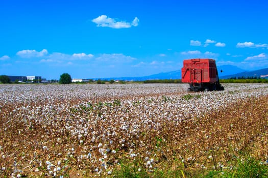 Cotton bud crop - landscape with copy space