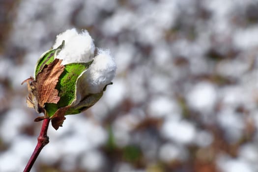 Cotton bud crop - landscape with copy space