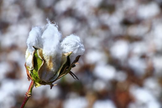 Cotton bud crop - landscape with copy space
