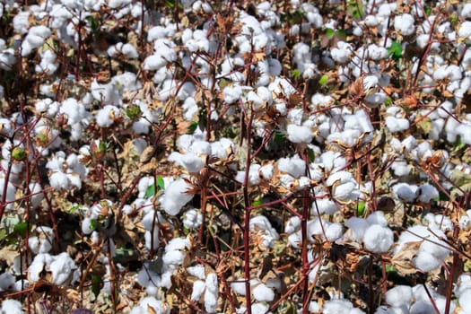 Cotton bud crop - landscape with copy space
