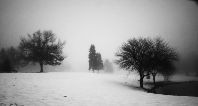 Winter landscape with leafless trees on lake shore.