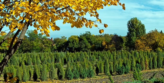 Thuja saplings in Pyatigorsk.Percalki nursery is located on the northern slope of Mount Mashuk and was created more than 120 years ago.