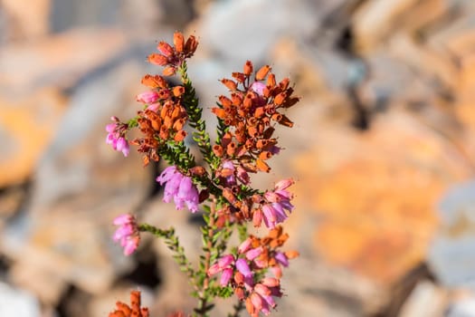 Heather plant in flower in autumn