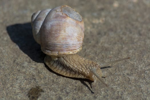Roman snail - Helix pomatia. Helix pomatia, common names of the Romans, Burgundians, slug with injured casings