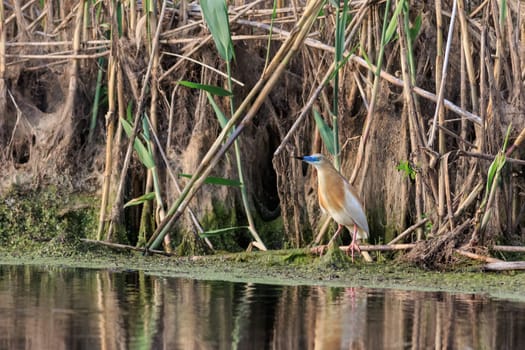 squacco heron (ardeola ralloides) in Danube Delta, Romania