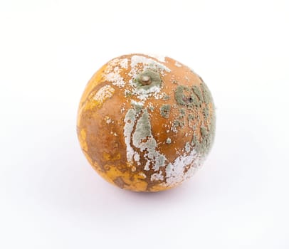 rotten and moldy orange on white background