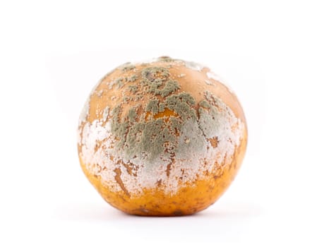 rotten and moldy orange on white background