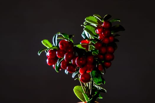 Cranberries with leaves. Cranberries on branch heart shape. Lingonberry bunch on dark background. Bunch of red cranberries on gray background.