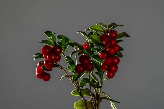 Cranberries with leaves. Cranberries on branch heart shape. Lingonberry bunch on dark background. Bunch of red cranberries on gray background.