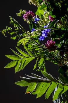 Bouquet with clover and cornflower. Flowers on dark background. Nature flower. Rural flowers on black background. Floral bouquet from wild summer flowers on dark background. ..