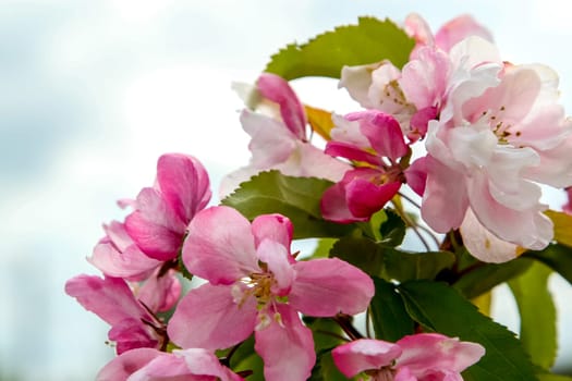 Blooming apple tree in spring time. Blossoming apple flowers. Flowering apple tree in Latvia. Apple tree flowers in spring season on background of blue sky.