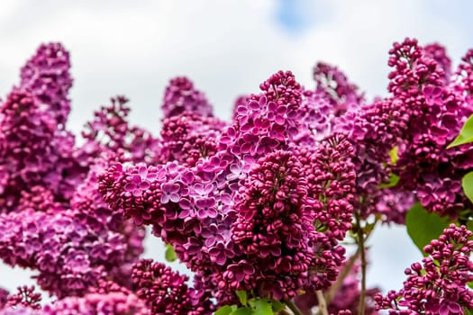 Blooming lilac bush in spring time. Blossoming lilac flowers. Flowering lilac bush in Latvia. Blooming pink lilac flowers in spring season on background of sky.