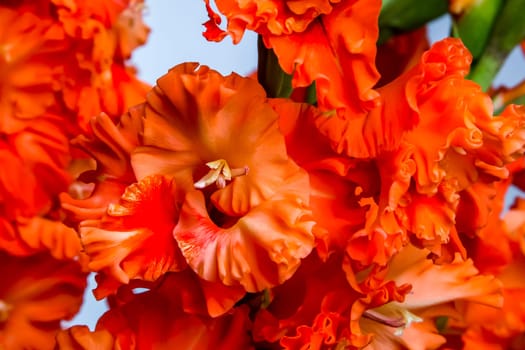 Red gladiolus. Gladiolus on gray background.  Nature flower. Garden flowers. Red gladiolus flowers in summer season...