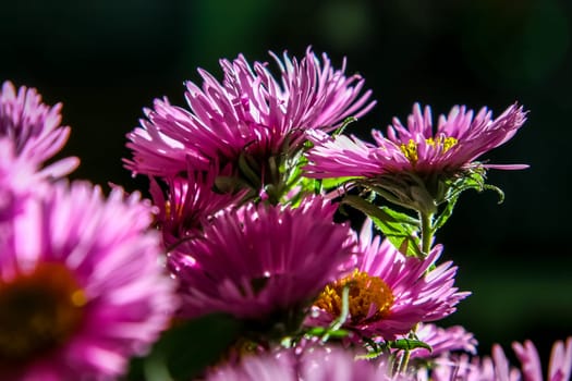 Bouquet with pink asters. Flowers on dark background.  Nature flower. Garden flowers. Beautiful pink aster flowers bouquet on dark background...