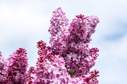 Blooming lilac bush in spring time. Blossoming lilac flowers. Flowering lilac bush in Latvia. Blooming pink lilac flowers in spring season on background of sky.