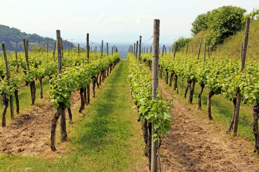 Vines in the Kaiserstuhl near the Amolterer Heide