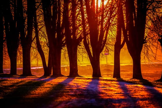 Silhouette of trees in sunset. Trees at sunset. Beautiful spring landscape in Latvia. Beautiful landcape of trees with sunset twilight background. Red orange light on sunset sky over the trees.