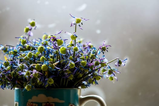 Wilted blue anemones in mug in window light. Mug with withered anemones. Flowers at the window. Withered anemones on gray background.