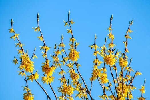 Yellow flower bush on blue sky background. Yellow flowers. Blooming flowers. Bush with yellow flowers. Wild flowers in Latvia. Nature flower.