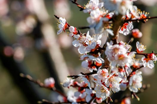 Blooming apricot tree in spring time. Blossoming apricot flowers. Flowering apricot tree in Latvia. Apricot tree flowers in spring time.
