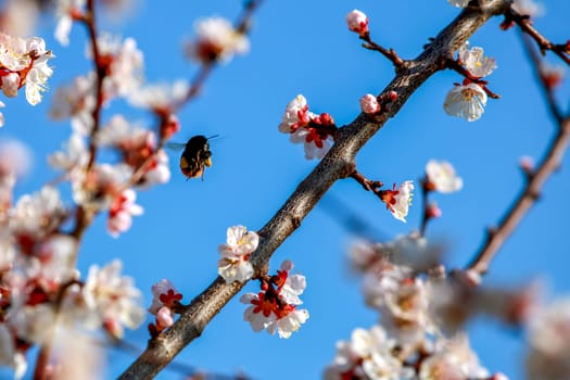 Blooming apricot tree in spring time. Blossoming apricot flowers. Flowering apricot tree in Latvia  Apricot flowers on the background of blue sky. Bumble in apricot blossoms. Apricot tree flowers in spring time.