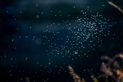Insects on the background of river. Mosquitoes near the river in Latvia. Abstract background of insects and river  Insects in spring, Latvia. Flying insects on dark river background.