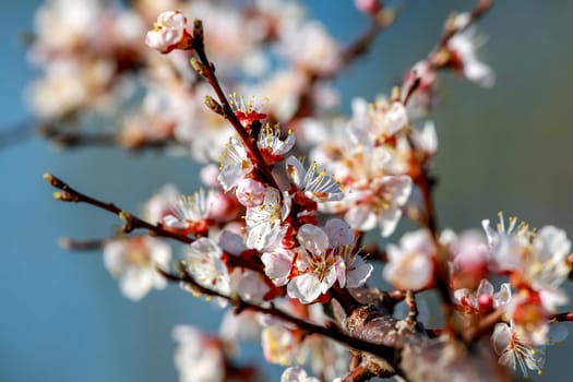 Blooming apricot tree in spring time. Blossoming apricot flowers. Flowering apricot tree in Latvia  Apricot flowers on the background of blue sky. Apricot tree flowers in spring time.