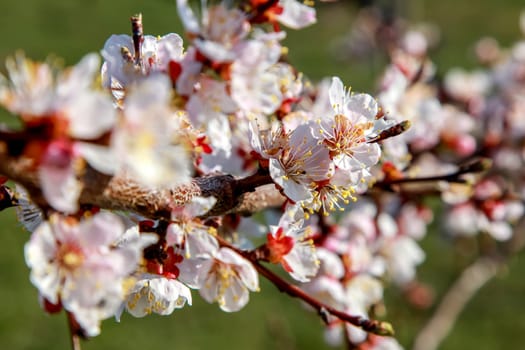 Blooming apricot tree in spring time. Blossoming apricot flowers. Flowering apricot tree in Latvia. Apricot tree flowers in spring time.